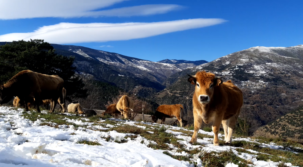 Rosée de los Pirineos Catalanes